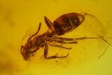 Fossil Ant (Formicidae) In Baltic Amber #145474-2